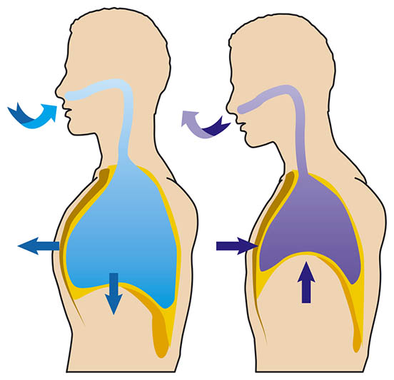 Head Neck Face - Session 7 - Structural Integration