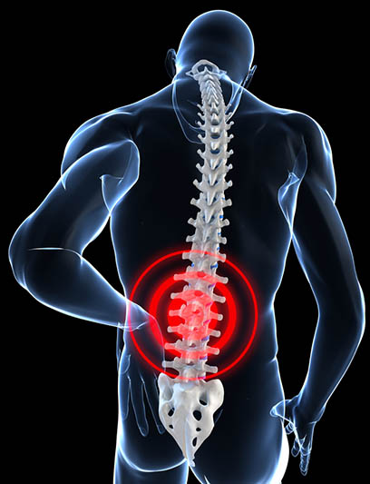 Quadrates Lumborum (QL) - Session 3 - Structural Integration